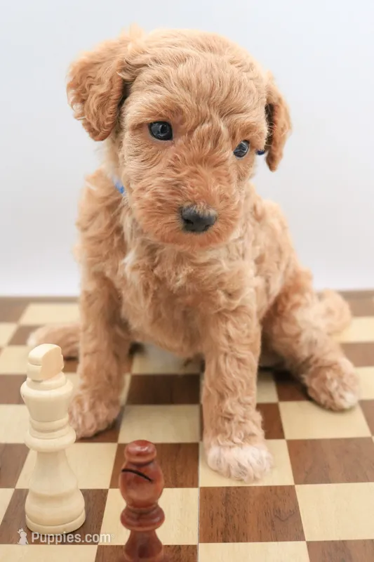 Blue – Miniature Labradoodle puppy for sale in Lexington Park, MD