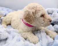 Fuscia, a female Labradoodle for sale in Lexington Park, MD – Photo 10 of 10