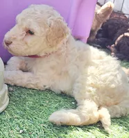 Fuscia, a female Labradoodle for sale in Lexington Park, MD – Photo 9 of 10
