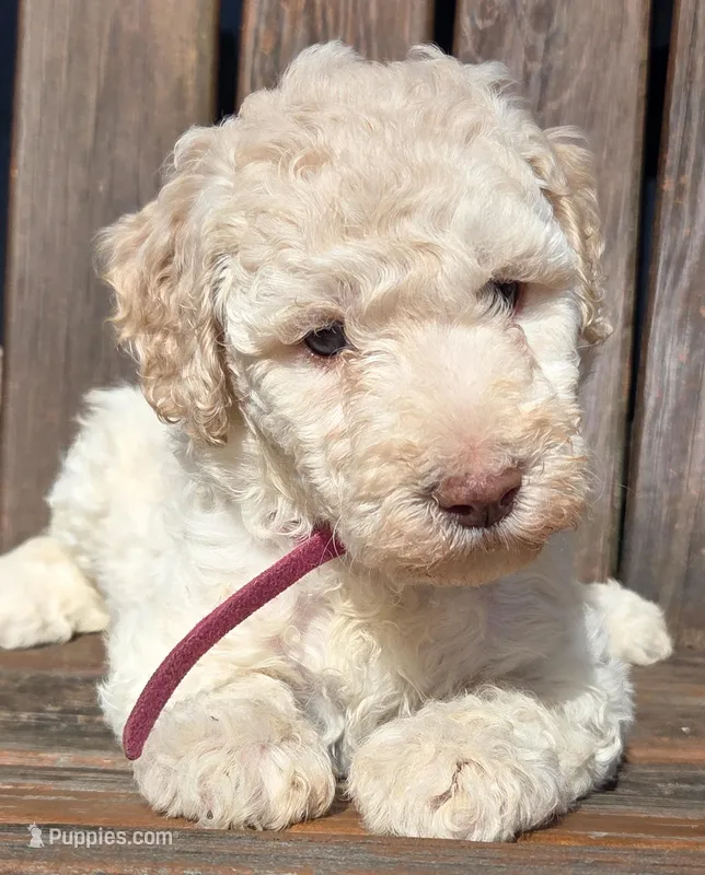 Fuscia – Labradoodle puppy for sale in Lexington Park, MD