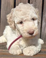 Fuscia, a female Labradoodle for sale in Lexington Park, MD – Photo 1 of 10