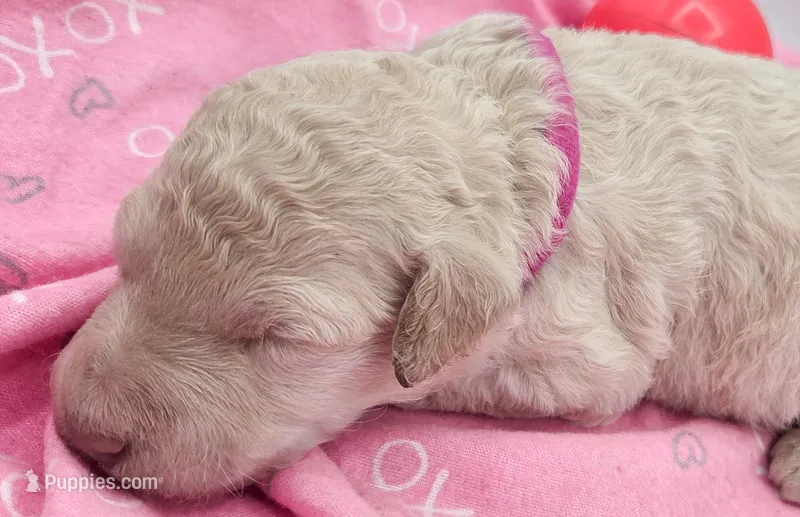 Fuscia – Labradoodle puppy for sale in Lexington Park, MD