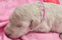 Fuscia, a female Labradoodle for sale in Lexington Park, MD – Photo 1 of 3