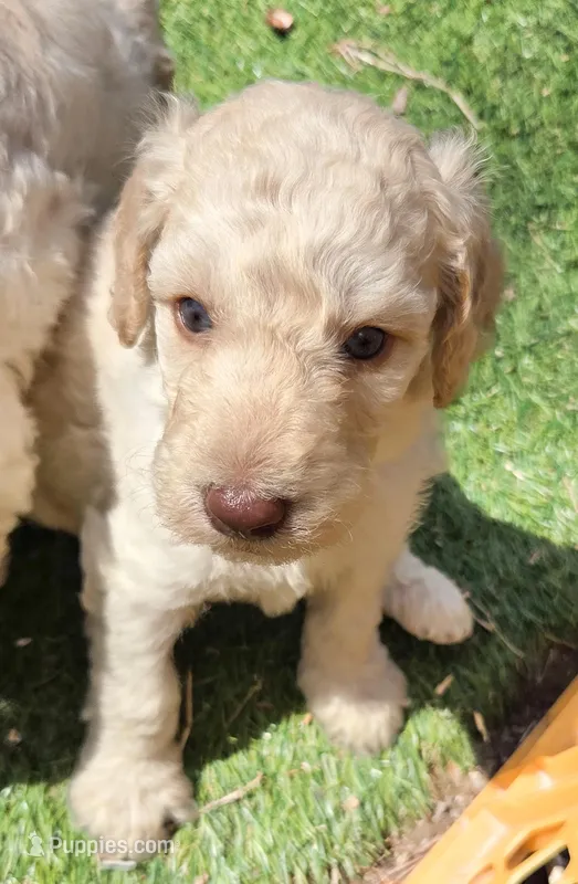 Fuscia – Labradoodle puppy for sale in Lexington Park, MD