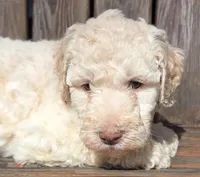 Fuscia, a female Labradoodle for sale in Lexington Park, MD – Photo 3 of 10
