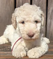 Fuscia, a female Labradoodle for sale in Lexington Park, MD – Photo 2 of 10