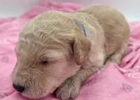 Blue, a male Labradoodle for sale in Lexington Park, MD – Photo 1 of 2