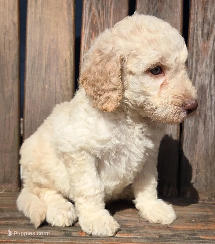 Bluey – Labradoodle puppy for sale in Lexington Park, MD