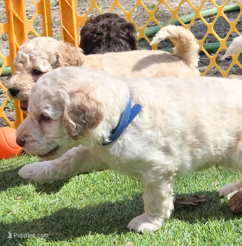 Bluey – Labradoodle puppy for sale in Lexington Park, MD