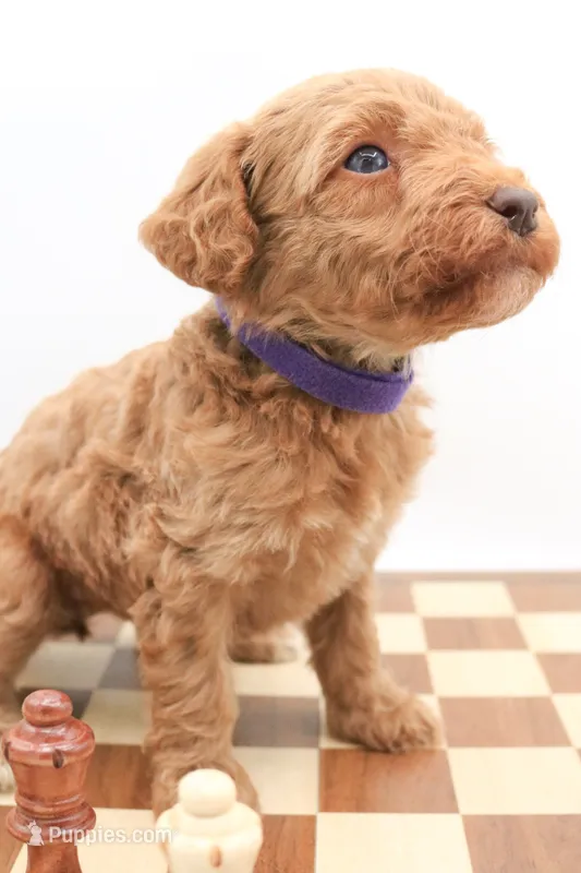 Purple  – Miniature Labradoodle puppy for sale in Lexington Park, MD