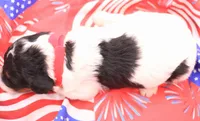 Red, a female Miniature Bernedoodle for sale in Lexington Park, MD – 2 of 5