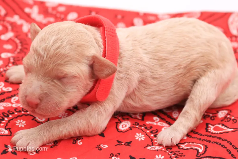 Red – Miniature Labradoodle puppy for sale in Lexington Park, MD