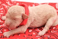 Red, a female Miniature Labradoodle for sale in Lexington Park, MD – 1 of 3