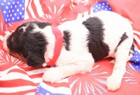 Red, a female Miniature Bernedoodle for sale in Lexington Park, MD – 3 of 5
