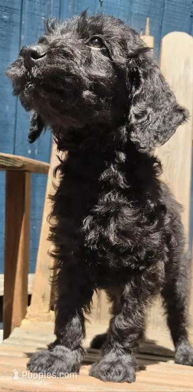 Brown Collar Mini – Miniature Labradoodle puppy for sale in Lexington Park, MD