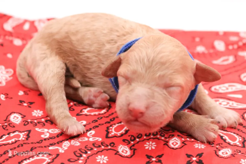 Blue – Miniature Labradoodle puppy for sale in Lexington Park, MD