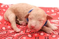 Blue, a male Miniature Labradoodle for sale in Lexington Park, MD – 1 of 3