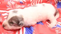Pink, a female Miniature Bernedoodle for sale in Lexington Park, MD – 2 of 5