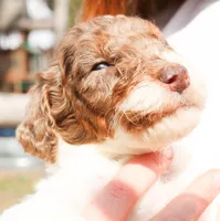 Woody, a male Miniature Labradoodle for sale in Lexington Park, MD – Photo 1 of 2