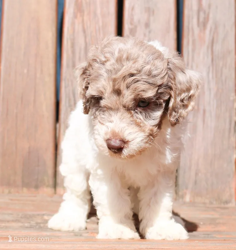 Woody – Miniature Labradoodle puppy for sale in Lexington Park, MD