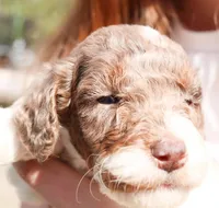 Woody, a male Miniature Labradoodle for sale in Lexington Park, MD – Photo 2 of 2