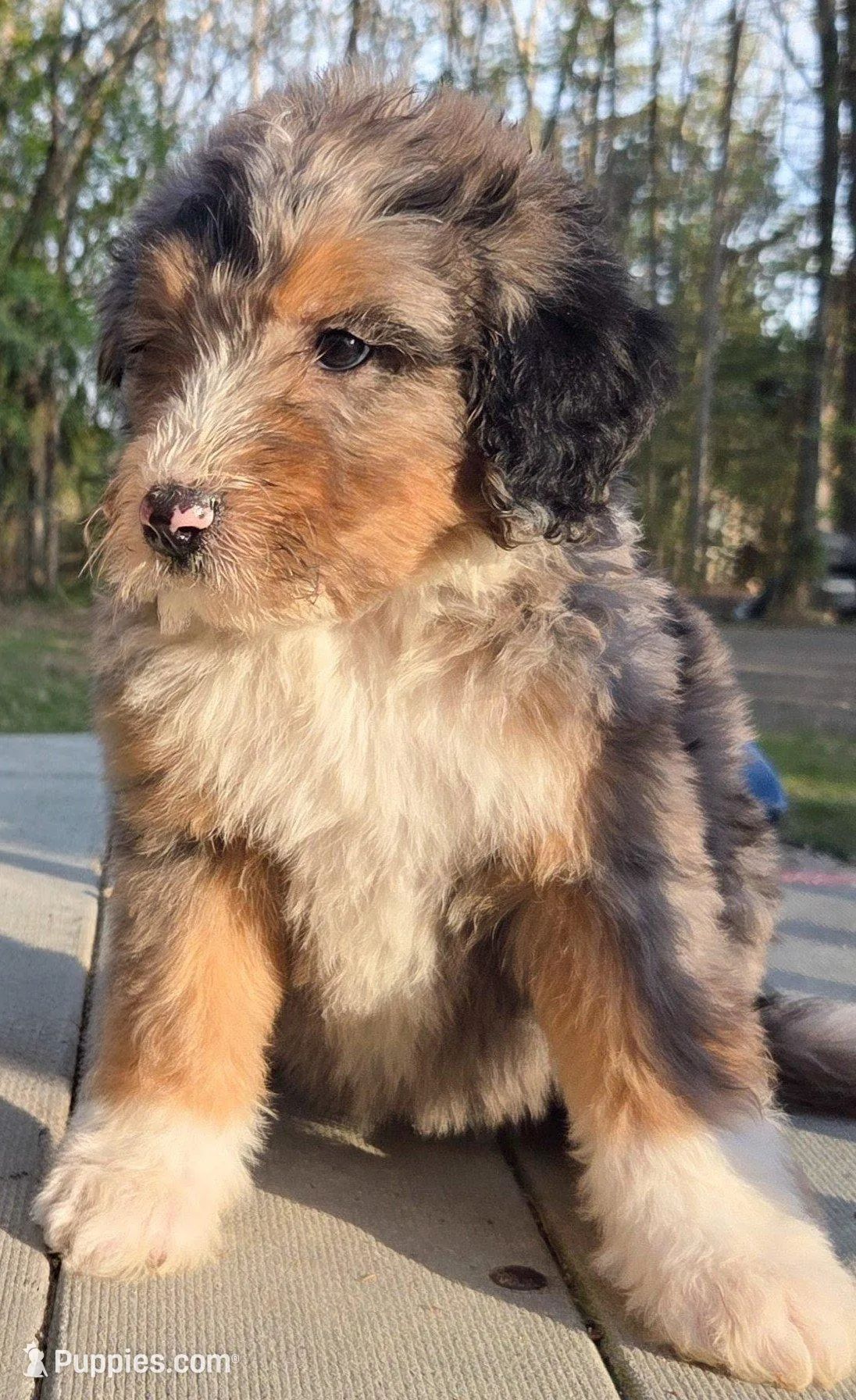 Pink, a female Bernedoodle for sale in Lexington Park, MD – Photo 2 of 10