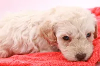 Purple Mini, a female Miniature Labradoodle for sale in Lexington Park, MD – Photo 3 of 5