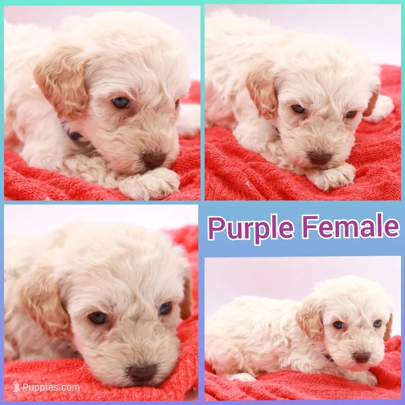 Purple Mini – Miniature Labradoodle puppy for sale in Lexington Park, MD
