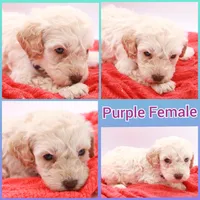 Purple Mini, a female Miniature Labradoodle for sale in Lexington Park, MD – Photo 1 of 5