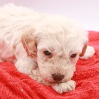 Purple Mini, a female Miniature Labradoodle for sale in Lexington Park, MD – Photo 4 of 5