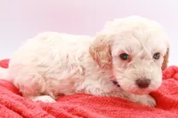 Purple Mini, a female Miniature Labradoodle for sale in Lexington Park, MD – Photo 2 of 5