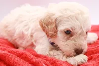 Purple Mini, a female Miniature Labradoodle for sale in Lexington Park, MD – Photo 5 of 5