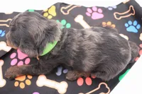 Green, a male Miniature Labradoodle for sale in Lexington Park, MD – 5 of 7