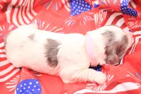 Pink, a female Miniature Bernedoodle for sale in Lexington Park, MD – 5 of 5