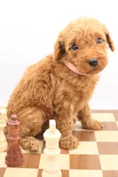 Light Pink, a female Miniature Labradoodle for sale in Lexington Park, MD – 2 of 8
