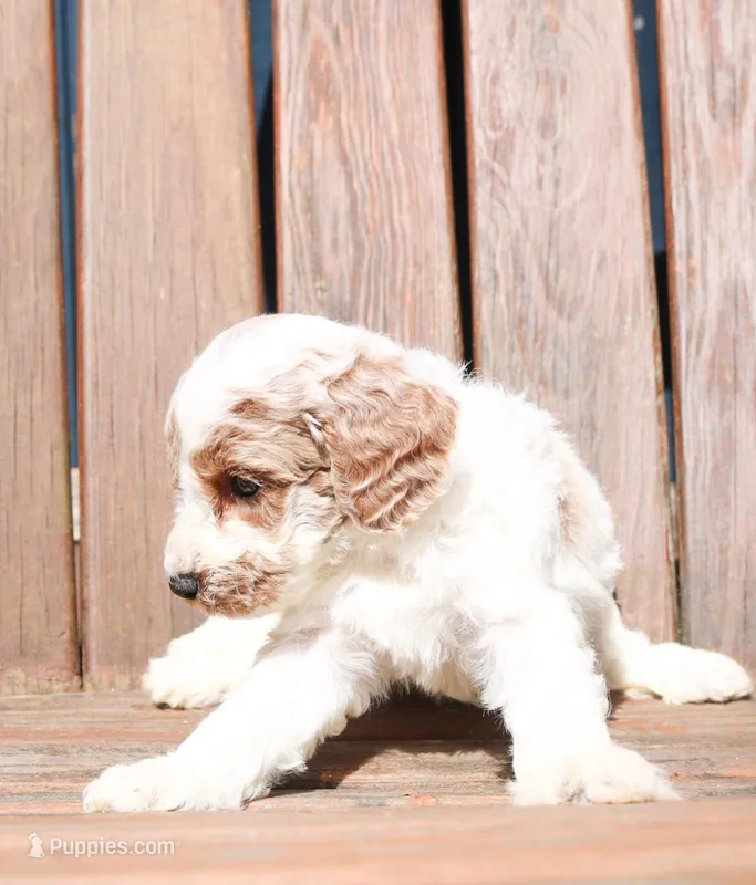 Ham – Miniature Labradoodle puppy for sale in Lexington Park, MD