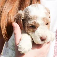 Ham, a male Miniature Labradoodle for sale in Lexington Park, MD – Photo 6 of 7