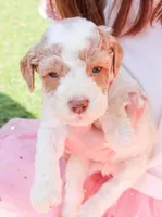 Ham, a male Miniature Labradoodle for sale in Lexington Park, MD – Photo 2 of 7