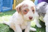 Ham, a male Miniature Labradoodle for sale in Lexington Park, MD – Photo 5 of 7