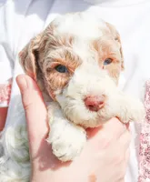 Ham, a male Miniature Labradoodle for sale in Lexington Park, MD – Photo 7 of 7