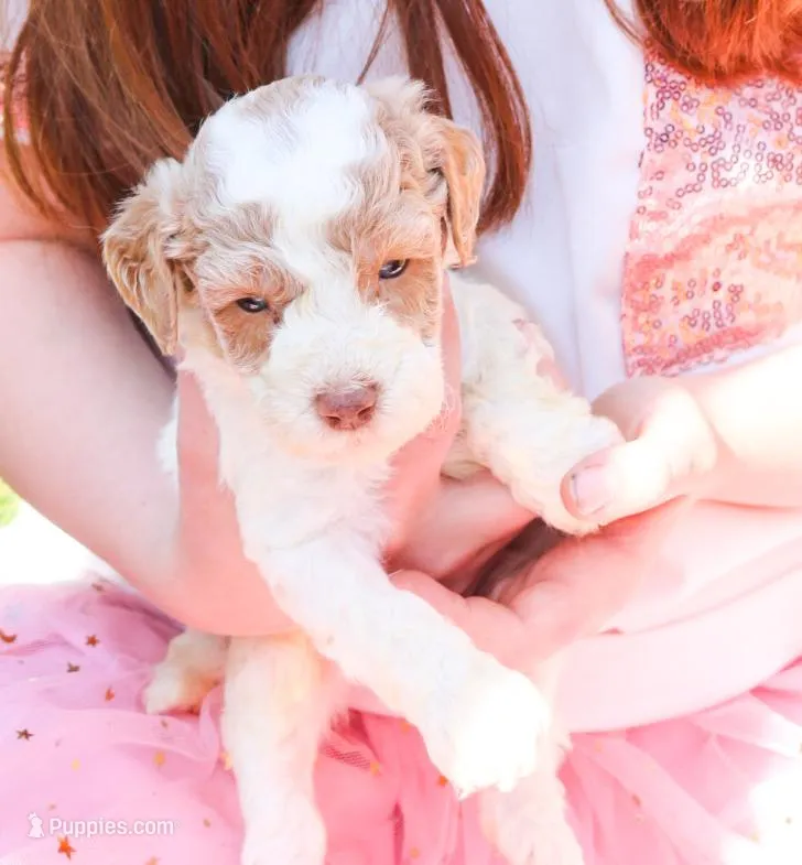Ham – Miniature Labradoodle puppy for sale in Lexington Park, MD