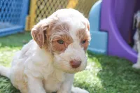 Ham, a male Miniature Labradoodle for sale in Lexington Park, MD – Photo 4 of 7
