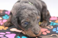 Green, a male Miniature Labradoodle for sale in Lexington Park, MD – 7 of 7