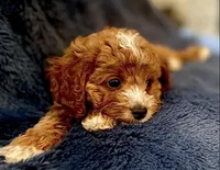 processed/2700c9ed-096c-4a7c-9865-322e937de748/facility/a0ae829b-6b1e-42b4-b272-2e64756fbc72