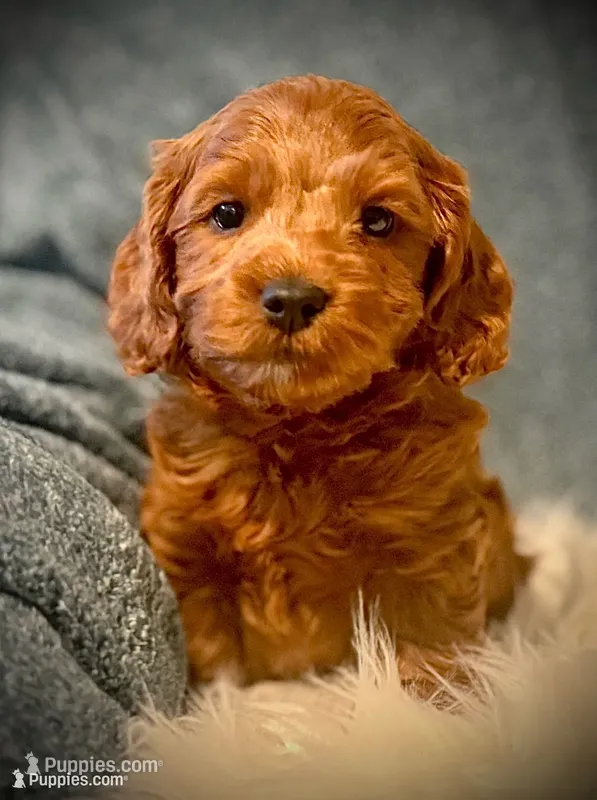 Lucas – Cavapoo, Poodle - Toy  puppy for sale in North Branch, MN