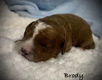 Brody, a male Cavapoo and Poodle - Toy  for sale in North Branch, MN – 6 of 10