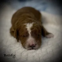 Brody, a male Cavapoo and Poodle - Toy  for sale in North Branch, MN – 1 of 10