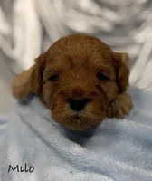 Milo, a male Cavapoo and Poodle - Toy  for sale in North Branch, MN – Photo 2 of 7