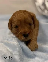 Milo, a male Cavapoo and Poodle - Toy  for sale in North Branch, MN – Photo 5 of 7