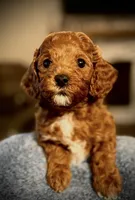 Levi, a male Cavapoo and Poodle - Toy  for sale in North Branch, MN – Photo 9 of 9